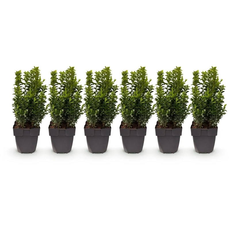 Buchsbaum – Buxus sempervirens online kaufen | 6 Pflanzen für 1 m Hecke, immergrün & formschnittfest – Wurzelwerk Design