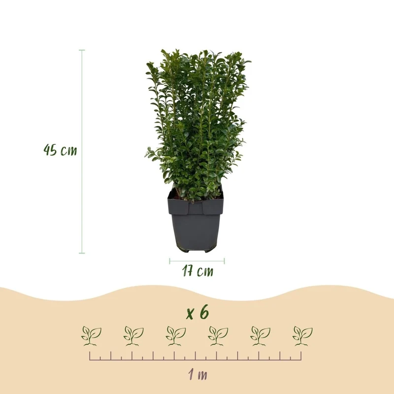 Buchsbaum – Buxus sempervirens online kaufen | 6 Pflanzen für 1 m Hecke, immergrün & formschnittfest – Wurzelwerk Design