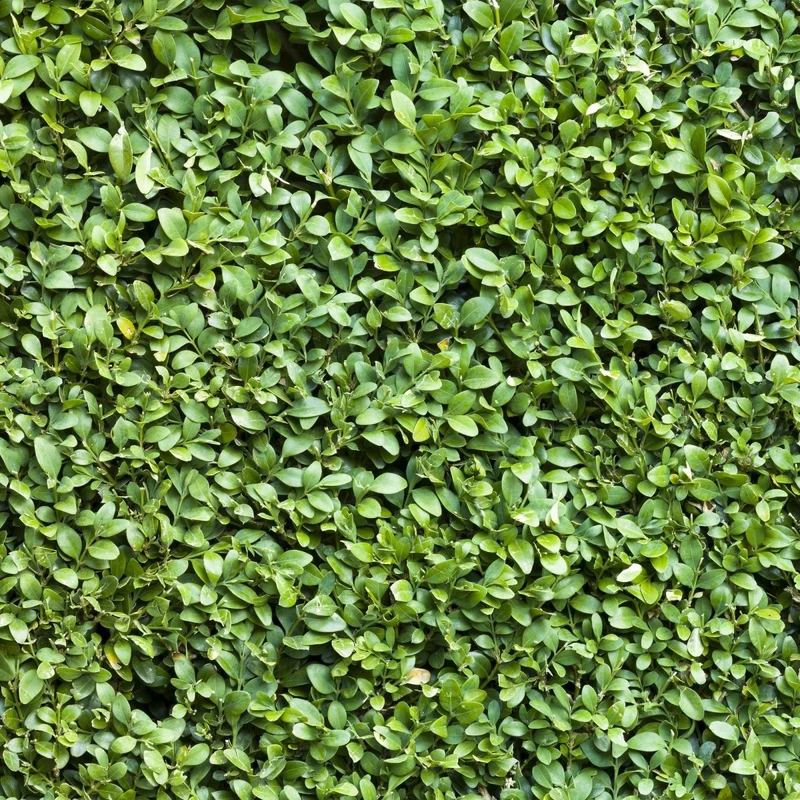 Buchsbaum – Buxus sempervirens online kaufen | 6 Pflanzen für 1 m Hecke, immergrün & formschnittfest – Wurzelwerk Design