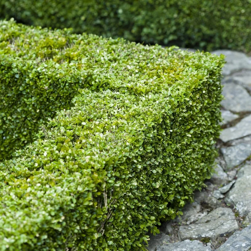 Buchsbaum – Buxus sempervirens online kaufen | 6 Pflanzen für 1 m Hecke, immergrün & formschnittfest – Wurzelwerk Design