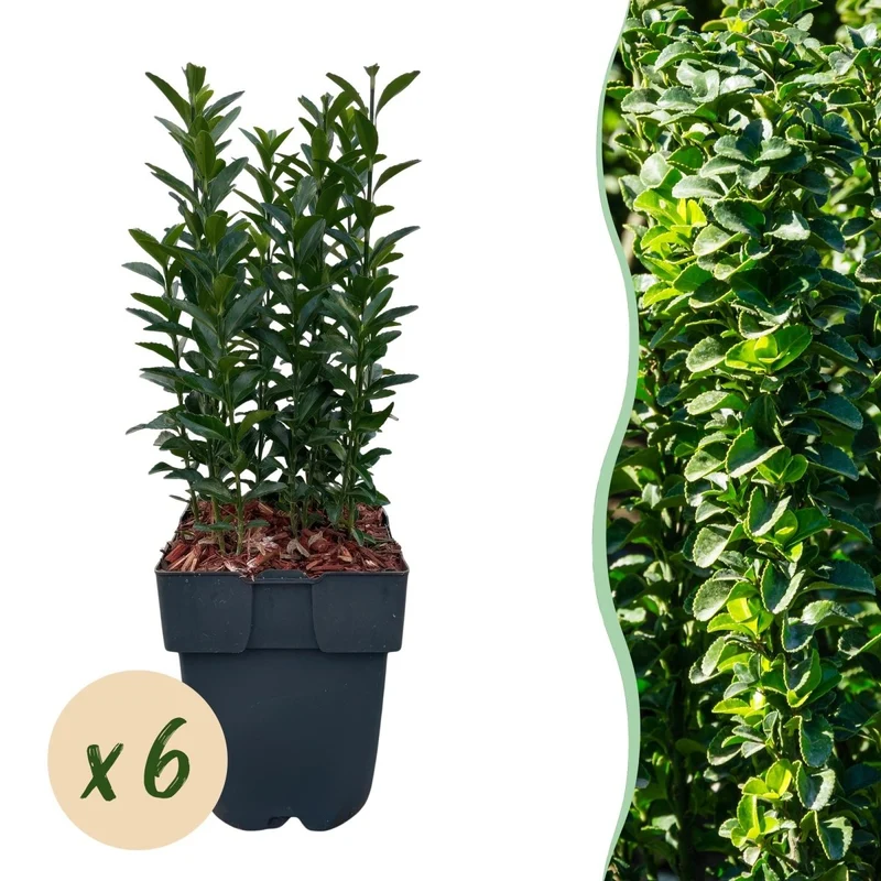 Spindelstrauch Green Spire – Euonymus japonicus online kaufen | 6 Pflanzen für 1 m Hecke, immergrün & schmal – Wurzelwerk Design