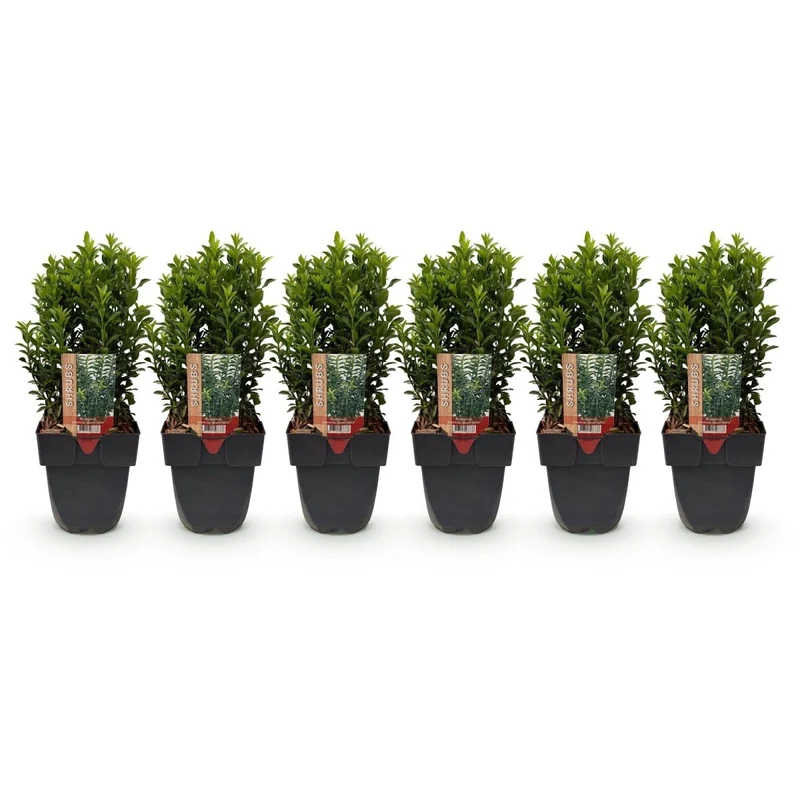 Spindelstrauch Green Spire – Euonymus japonicus online kaufen | 6 Pflanzen für 1 m Hecke, immergrün & schmal – Wurzelwerk Design
