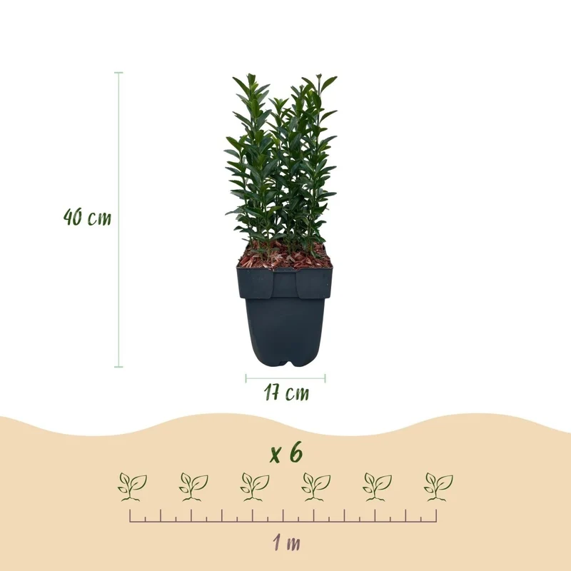 Spindelstrauch Green Spire – Euonymus japonicus online kaufen | 6 Pflanzen für 1 m Hecke, immergrün & schmal – Wurzelwerk Design