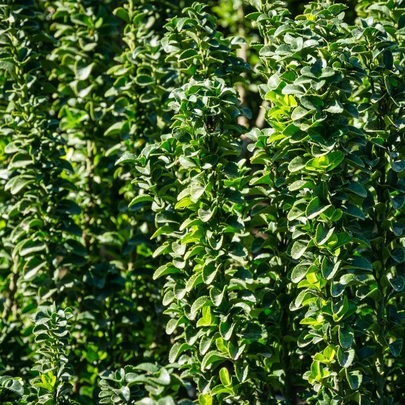 Spindelstrauch Green Spire – Euonymus japonicus online kaufen | 6 Pflanzen für 1 m Hecke, immergrün & schmal – Wurzelwerk Design