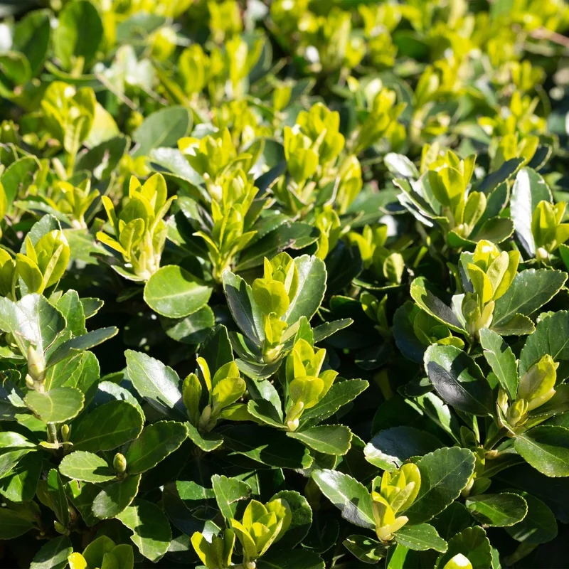 Spindelstrauch Green Spire – Euonymus japonicus online kaufen | 6 Pflanzen für 1 m Hecke, immergrün & schmal – Wurzelwerk Design