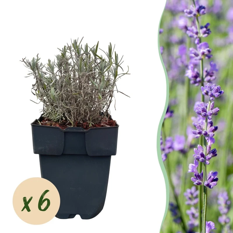 Lavendel Hidcote – Lavandula angustifolia online kaufen | 6 Pflanzen für 1 m Hecke, dunkelviolett & bienenfreundlich – Wurzelwerk Design