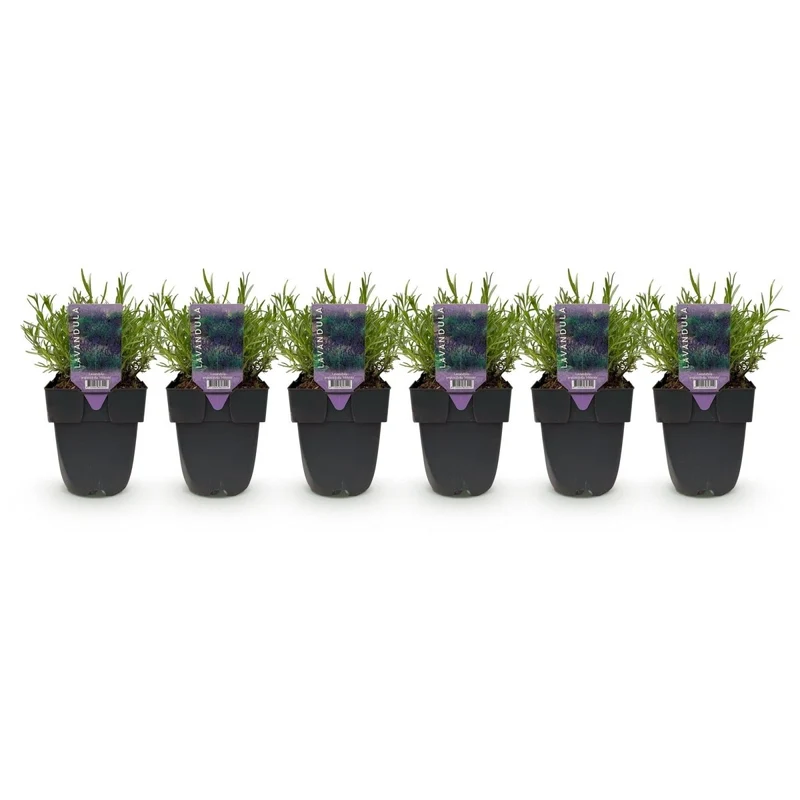 Lavendel Hidcote – Lavandula angustifolia online kaufen | 6 Pflanzen für 1 m Hecke, dunkelviolett & bienenfreundlich – Wurzelwerk Design