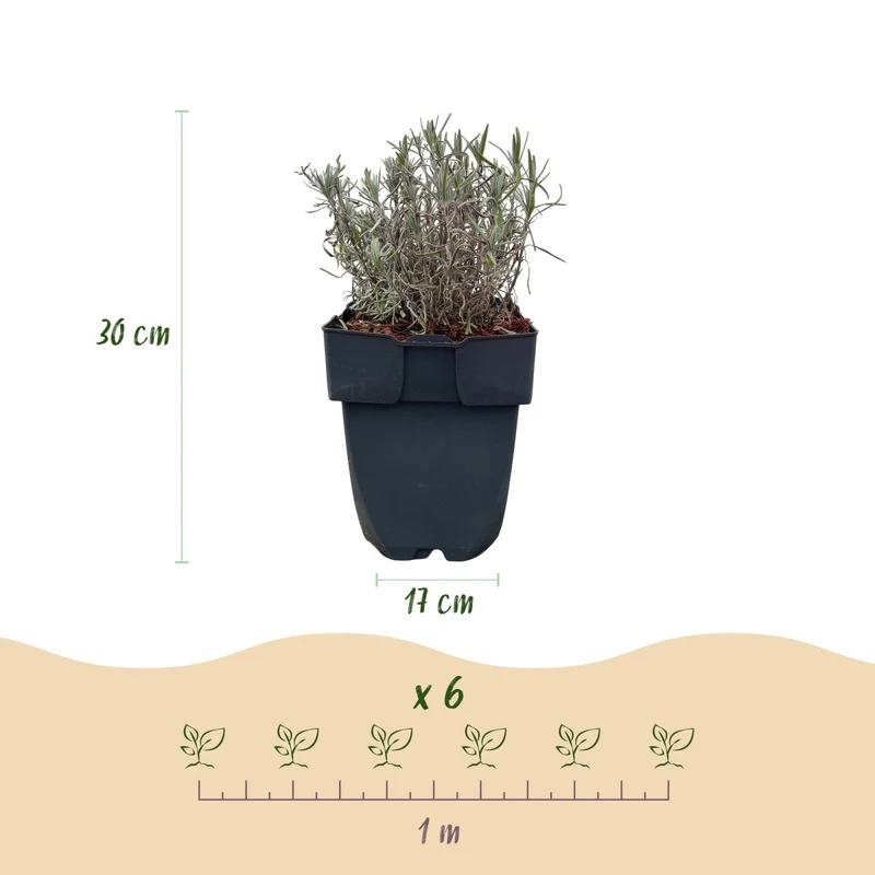 Lavendel Hidcote – Lavandula angustifolia online kaufen | 6 Pflanzen für 1 m Hecke, dunkelviolett & bienenfreundlich – Wurzelwerk Design