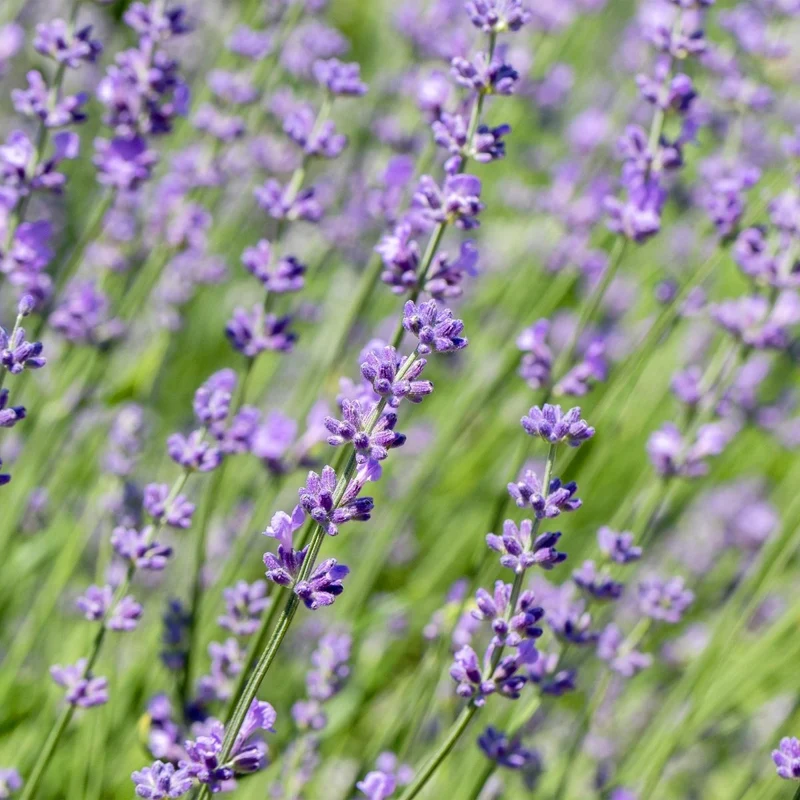 Lavendel Hidcote – Lavandula angustifolia online kaufen | 6 Pflanzen für 1 m Hecke, dunkelviolett & bienenfreundlich – Wurzelwerk Design