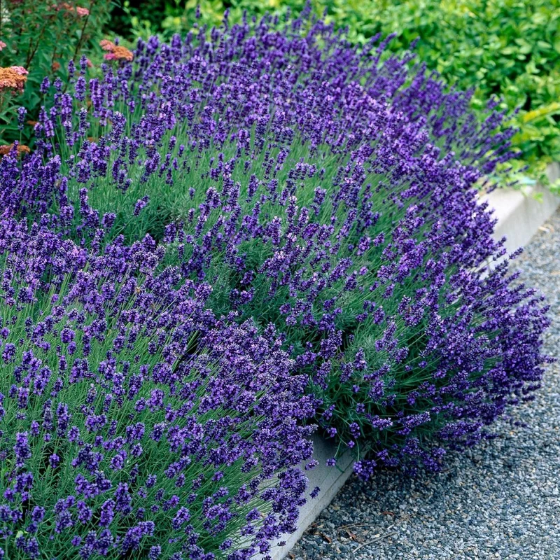 Lavendel Hidcote – Lavandula angustifolia online kaufen | 6 Pflanzen für 1 m Hecke, dunkelviolett & bienenfreundlich – Wurzelwerk Design