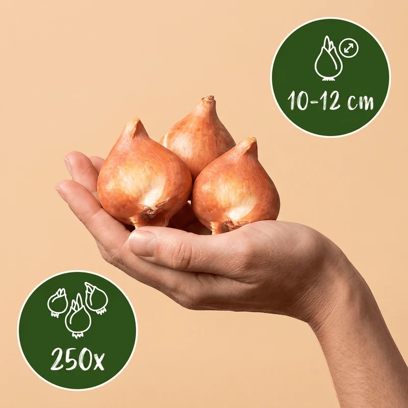 Blumenzwiebel-Mischung Bunt – für große Flächen online kaufen | 250 bis 1000 Zwiebeln – Wurzelwerk Design