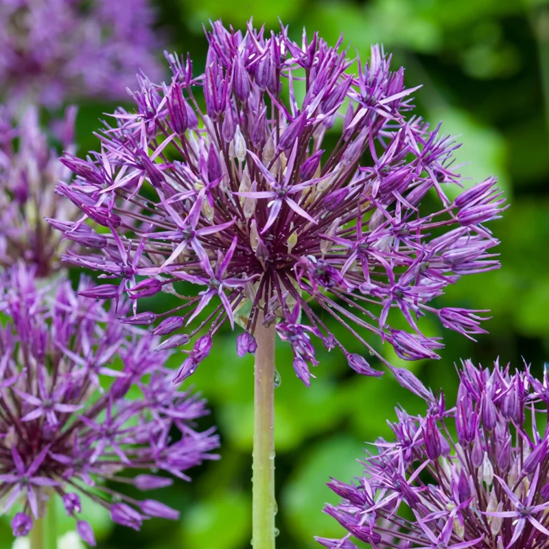 Zierlauch Purple Rain – Allium online kaufen | 160 bis 320 Blumenzwiebeln, violett & großblütig – Wurzelwerk Design