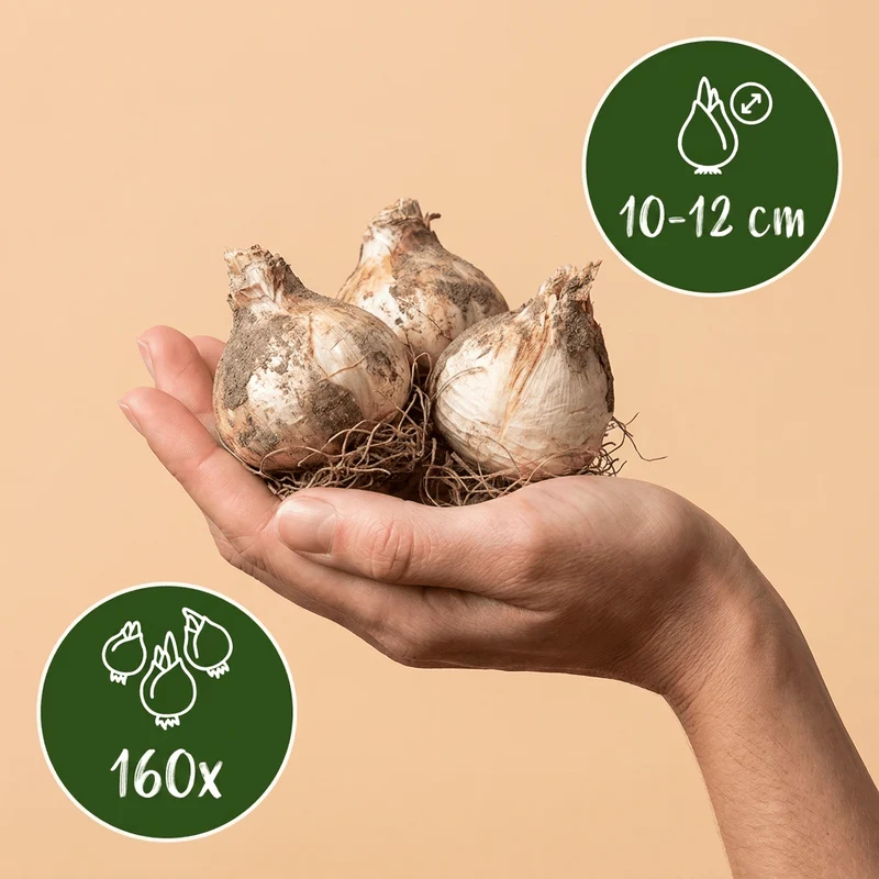 Zierlauch Purple Rain – Allium online kaufen | 160 bis 320 Blumenzwiebeln, violett & großblütig – Wurzelwerk Design