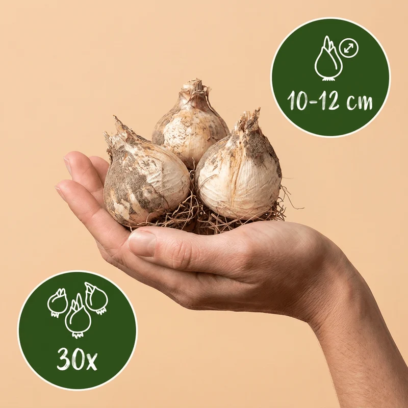 Zierlauch Purple Sensation – Allium aflatunense online kaufen | 30 bis 120 Blumenzwiebeln, violett & bienenfreundlich – Wurzelwerk Design