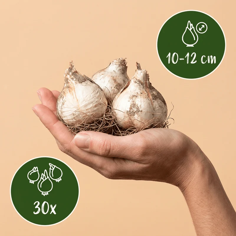 Zierlauch-Mischung Violett-Weiß – Allium online kaufen | 30 bis 320 Blumenzwiebeln, Bienenmagnet – Wurzelwerk Design