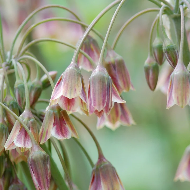 Sizilianischer Honigknoblauch Rot – Allium siculum online kaufen | 60 bis 240 Blumenzwiebeln, nickende Glockenblüten – Wurzelwerk Design