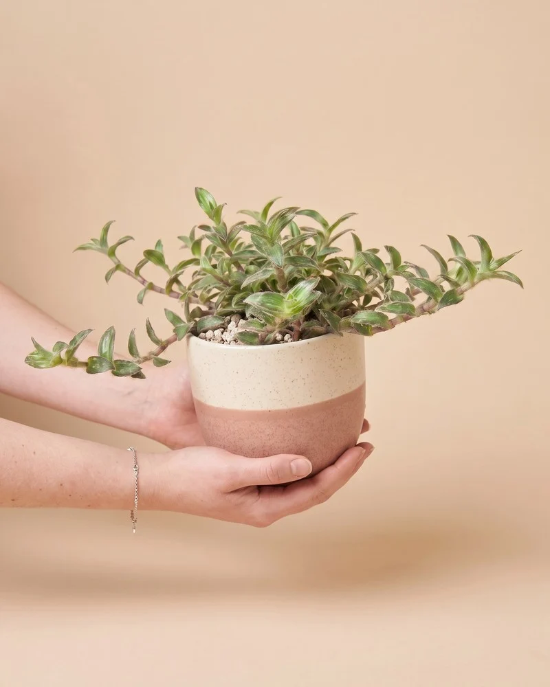 Tradescantia somaliensis • feey