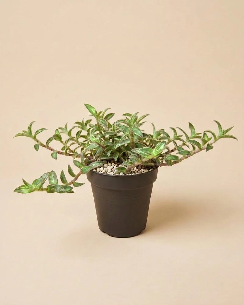 Tradescantia somaliensis • feey