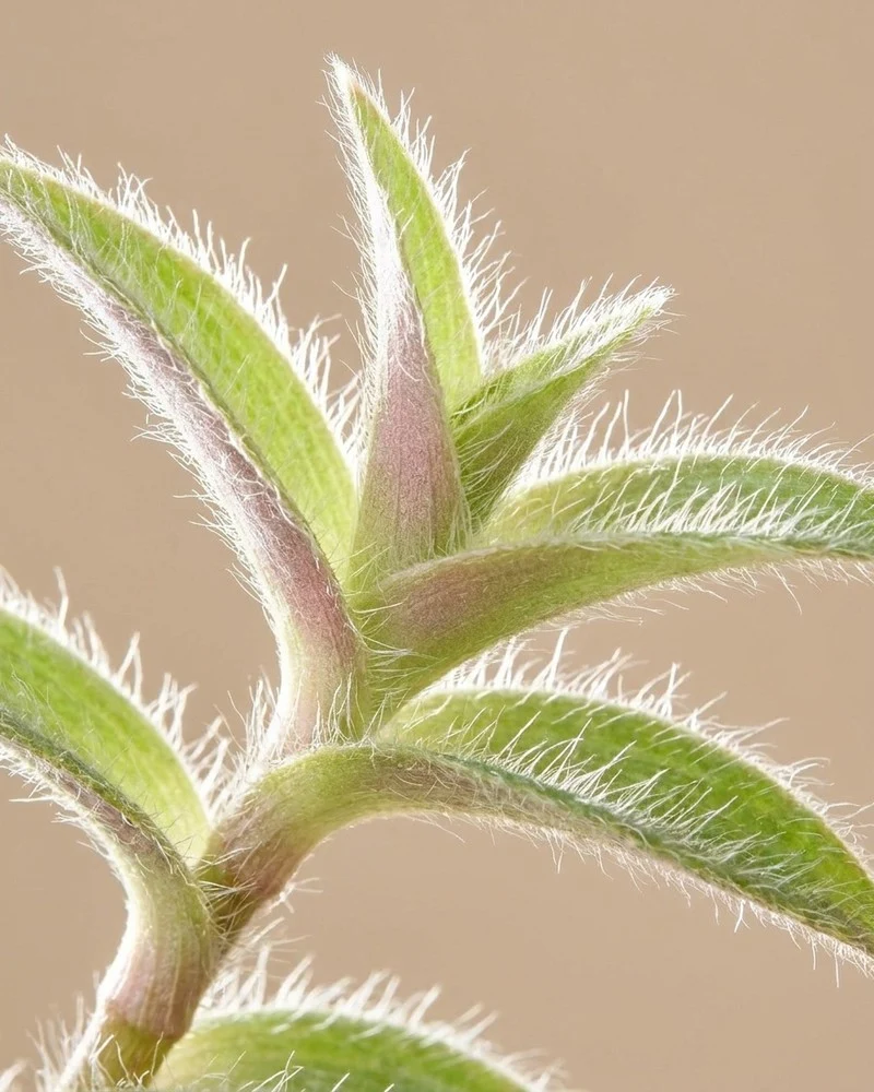 Tradescantia somaliensis • feey
