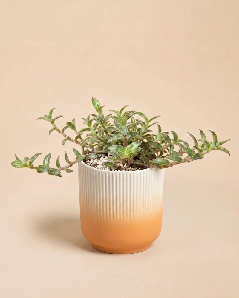 Tradescantia somaliensis • feey