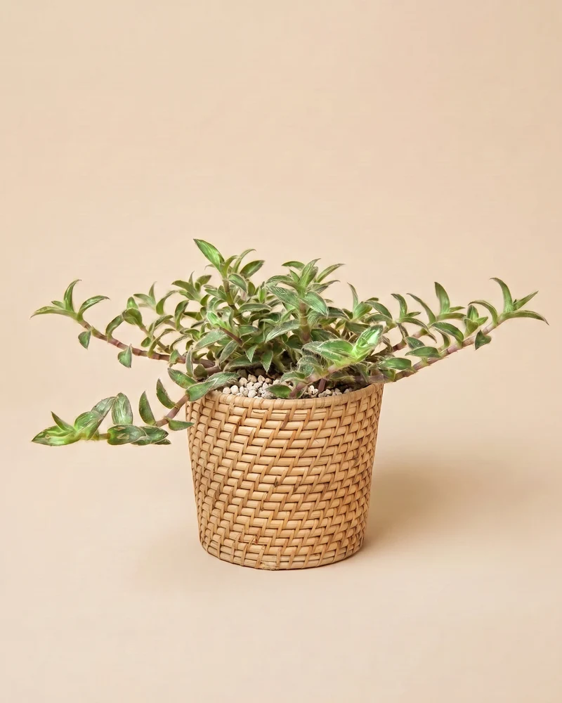 Tradescantia somaliensis • feey