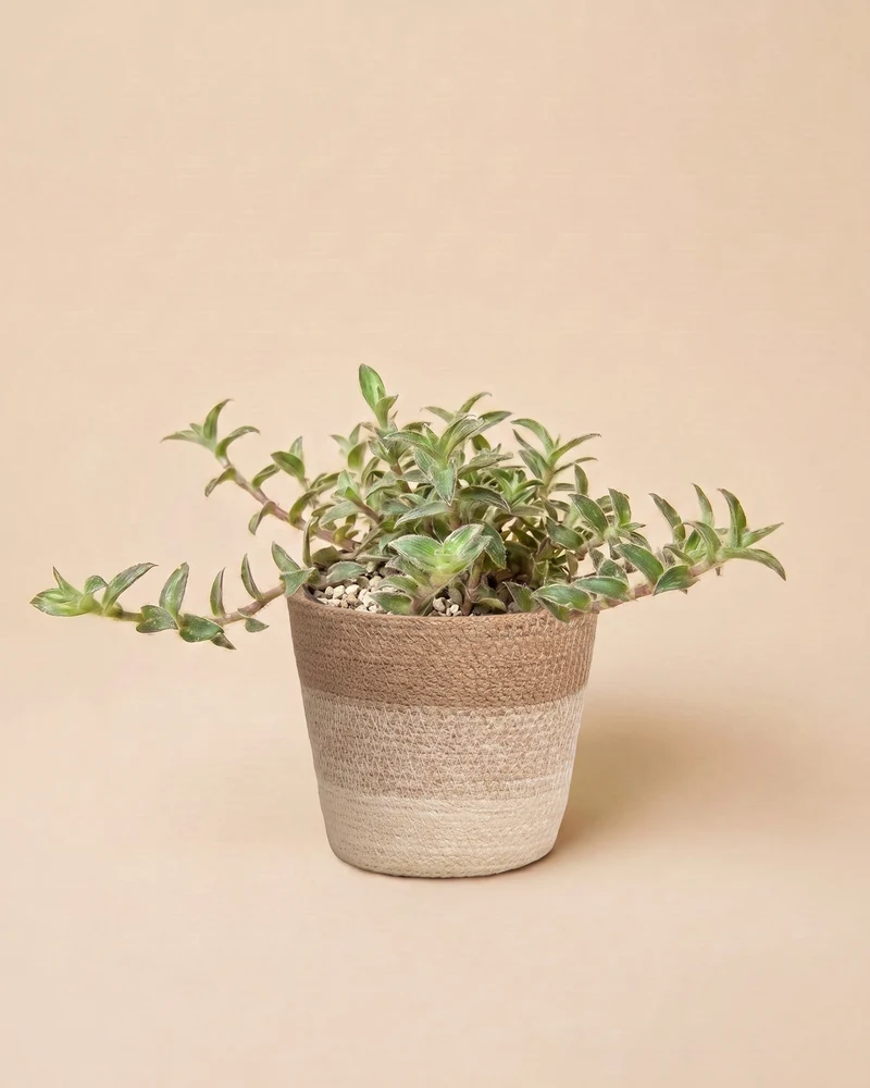 Tradescantia somaliensis • feey