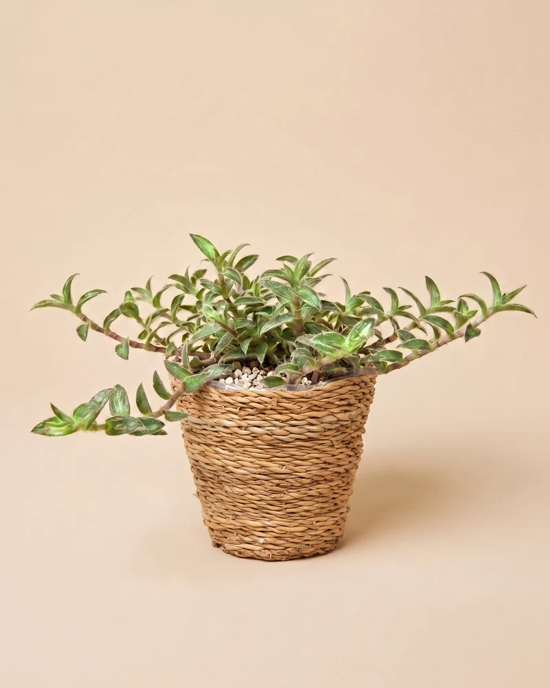 Tradescantia somaliensis • feey