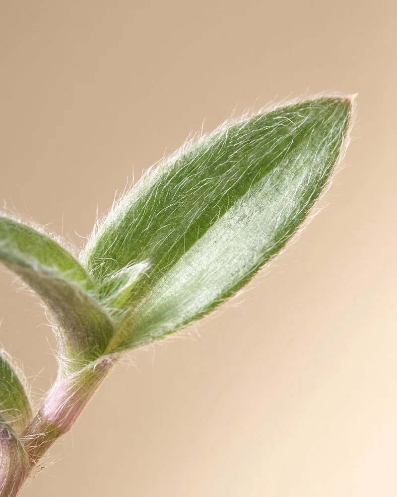 Tradescantia somaliensis • feey