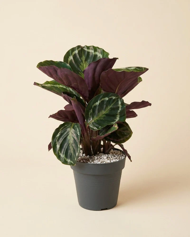Calathea Roseopicta • feey