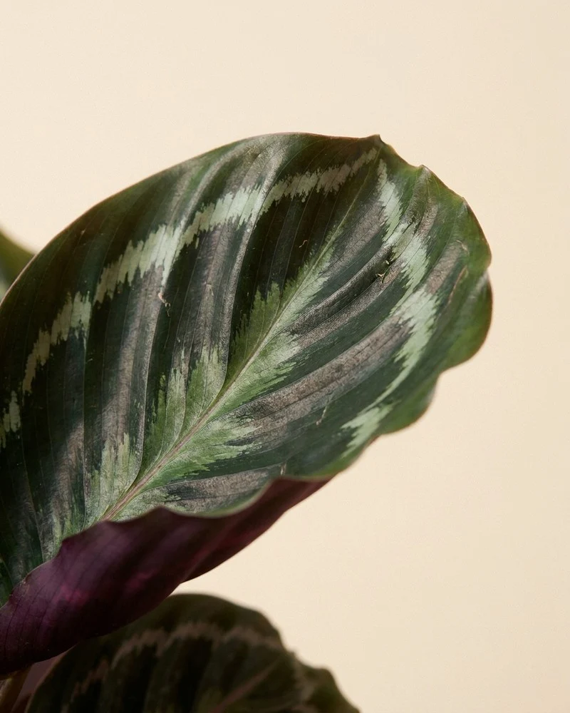 Calathea Roseopicta • feey