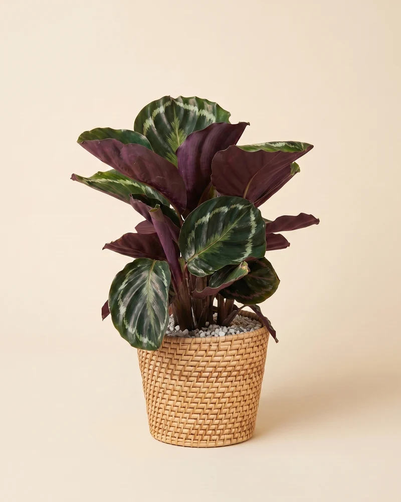 Calathea Roseopicta • feey
