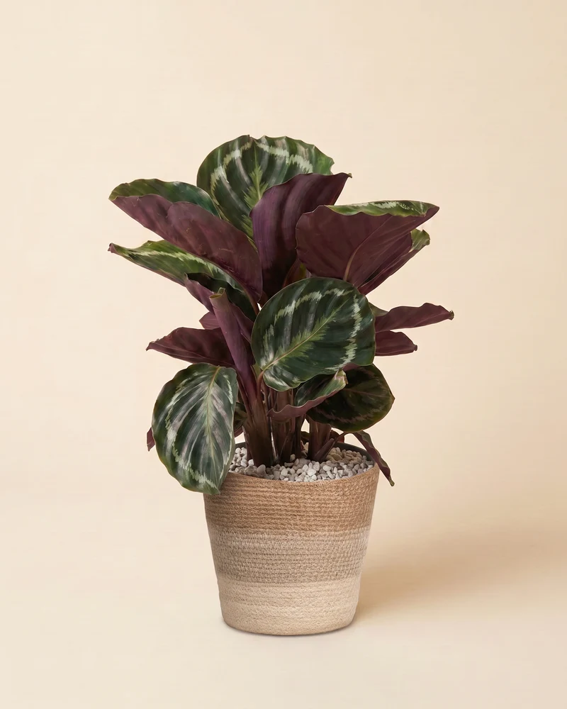 Calathea Roseopicta • feey
