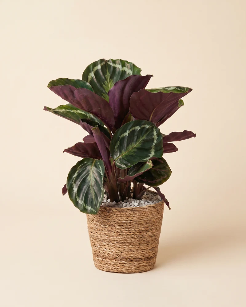 Calathea Roseopicta • feey