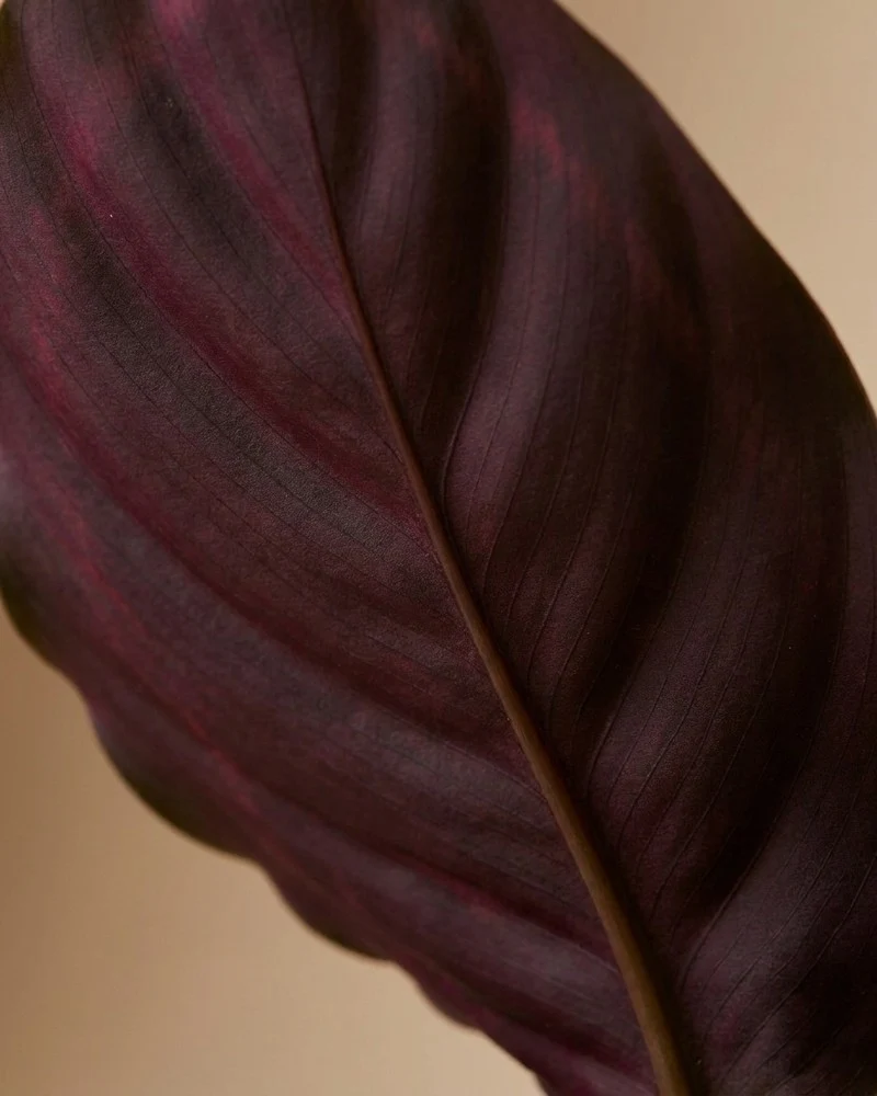 Calathea Roseopicta • feey