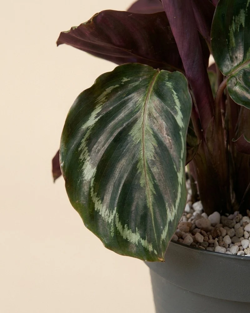 Calathea Roseopicta • feey