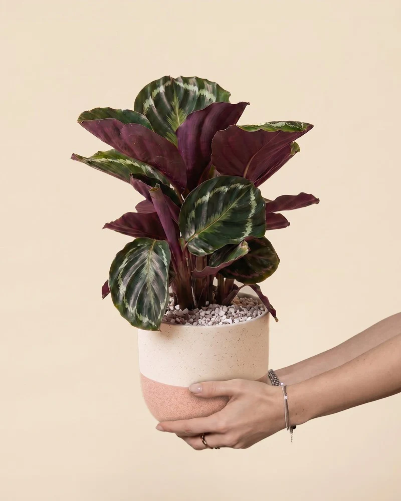Calathea Roseopicta • feey