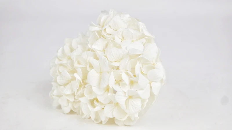 Konservierte Hortensie Plus Kiara - 1 Kopf - Pure white