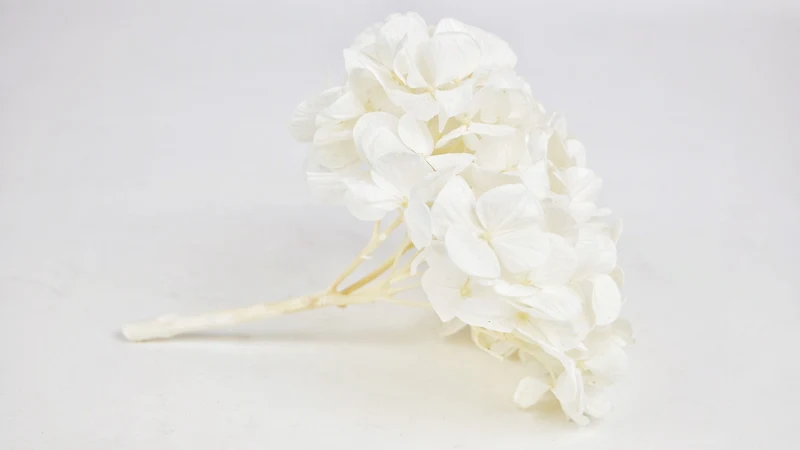 Konservierte Hortensie Plus Kiara - 1 Kopf - Pure white