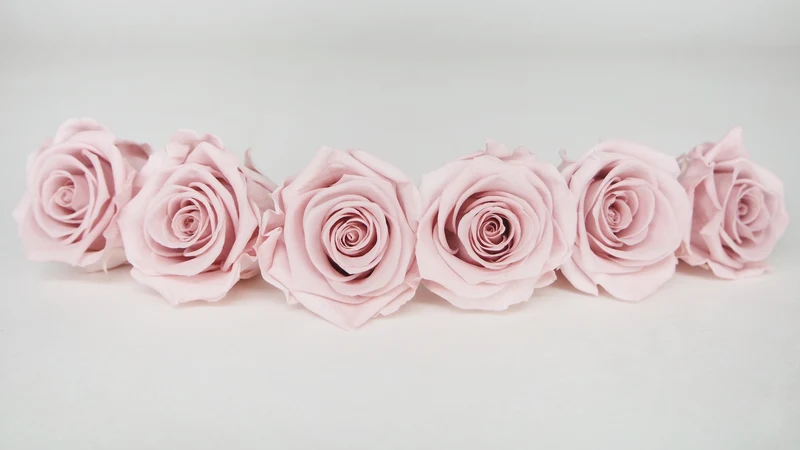 Stabilisierte Rosen Kiara 6 cm - 6 Stück - Dusty rose