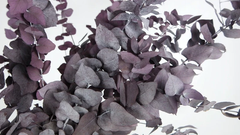 Konservierter Eukalyptus Stuartiana - 1 Bund - Aubergine