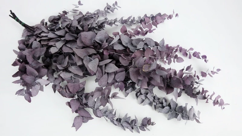 Konservierter Eukalyptus Stuartiana - 1 Bund - Aubergine