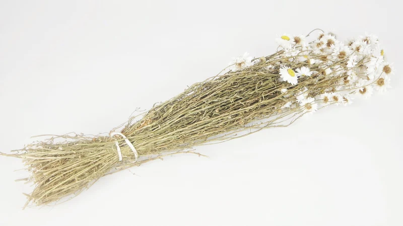 Acroclinium - 1 Strauß - Naturfarbe weiss