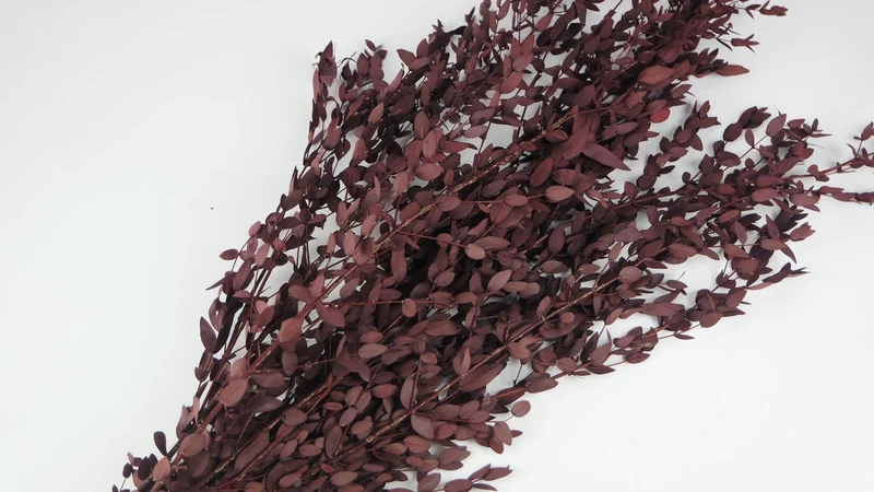 Konservierter Eukalyptus Parvifolia - 1 Bund - Rot