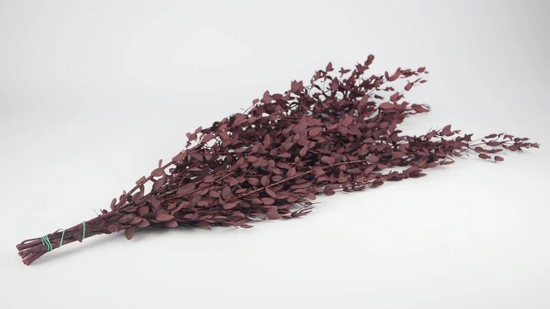 Konservierter Eukalyptus Parvifolia - 1 Bund - Rot