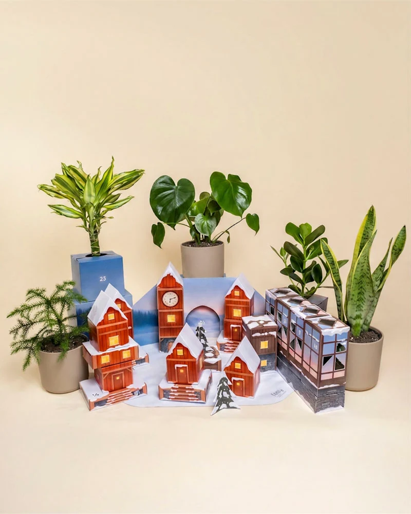 Pflanzen Adventskalender «Winterdorf im Morgenrot» (Dschungel-Version)