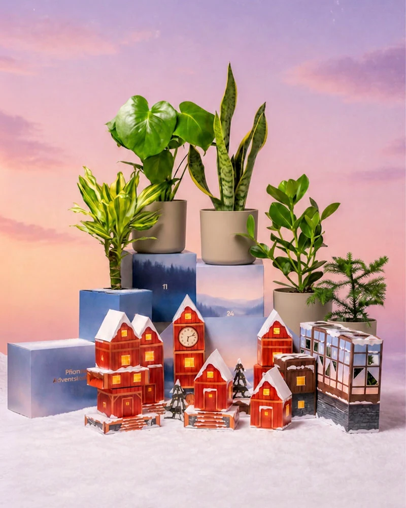 Pflanzen Adventskalender «Winterdorf im Morgenrot» (Dschungel-Version)