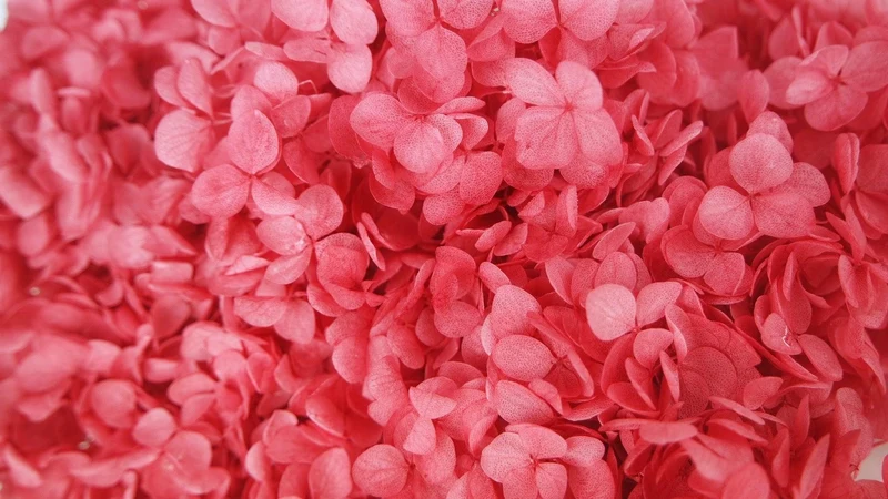 Konservierte Hortensie Anna - 1 Kopf - Rosa
