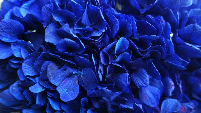 Konservierte Hortensie Extra - 1 Kopf - Majorelle blau