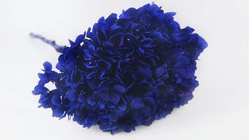 Konservierte Hortensie Extra - 1 Kopf - Majorelle blau
