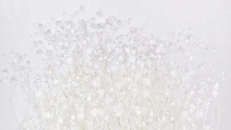 Konserviertes Schleierkraut Kiara - 1 Bund - Pure white